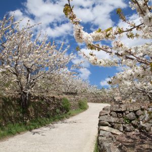 Viatges per interès - Altres destins